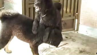 电影狗咬狗在线观看,生死较量,人性边缘的残酷演绎 第1张 电影狗咬狗在线观看,生死较量,人性边缘的残酷演绎 第1张